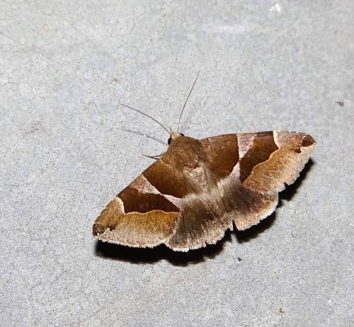 Réf. 287 137 : Dysgonia algira